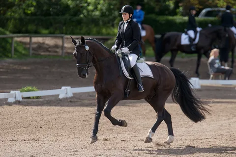 Baltic Dressage League – Latvia 2016 — 1. attēls